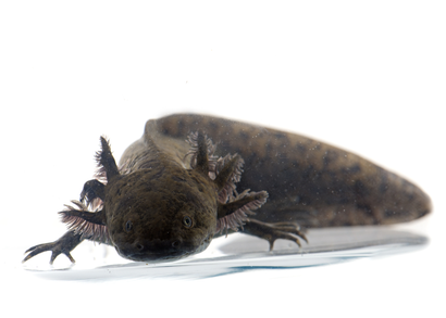 Axolotl - Black Salamander looking fish 