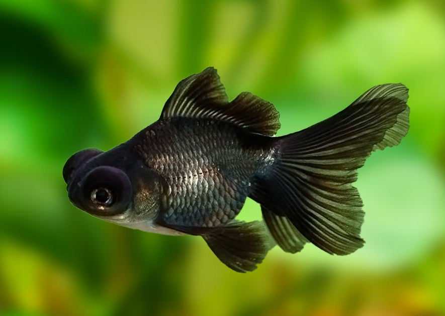 Black Moor Goldfish Coldwater Fish Aquarium Fish Coburg Aquarium