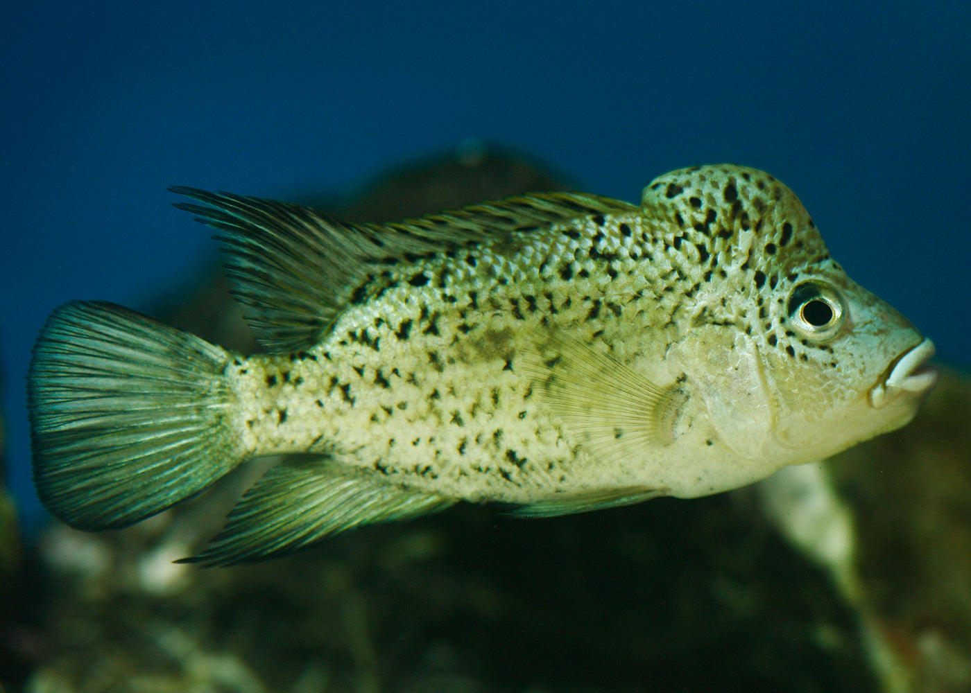 Black Nasty Cichlid | Freshwater Aquarium Fish | Coburg Aquarium Shop