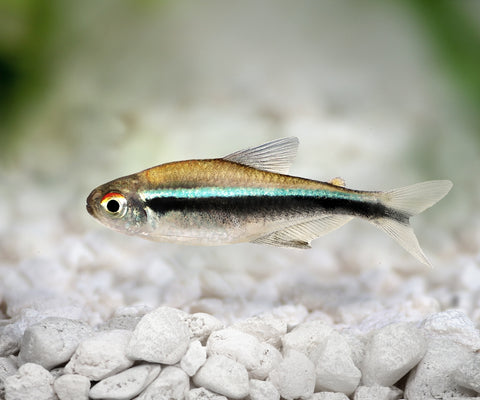 Black And Neon Fish Rocks