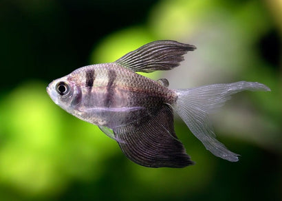 Black Widow Tetra - Longfin