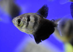 Black Widow Tetra Special (6 for $25)