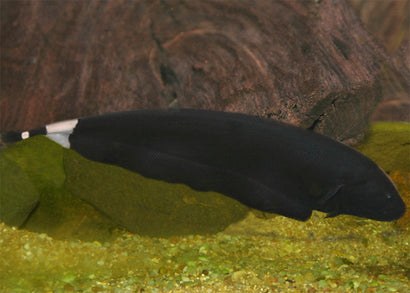 Black Ghost Knife - long eel like black fish with white stripes on it's tail and underbelly long fin.