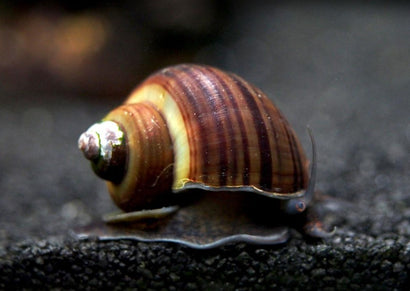 Black Foot Mystery Snail | Aquarium Snail| Freshwater Snail | coburgaquarium.com.au|Aquarium Snail online| Coburg Aquarium| Live Snail for Sale| Buy Snails online
