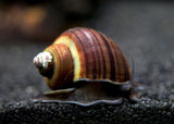 Mystery Snail - Black Foot