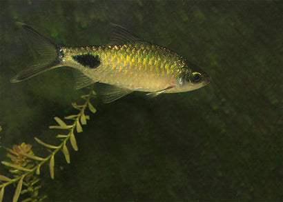 Black Spot Red Fin Barb