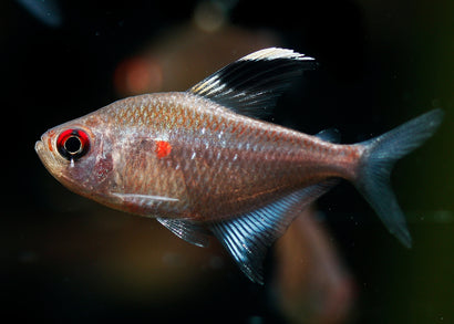 Bleeding Heart Tetra - Flameback