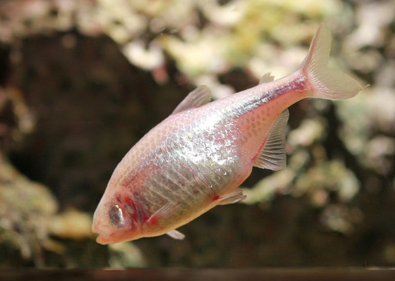 Blind cave tetra care sale