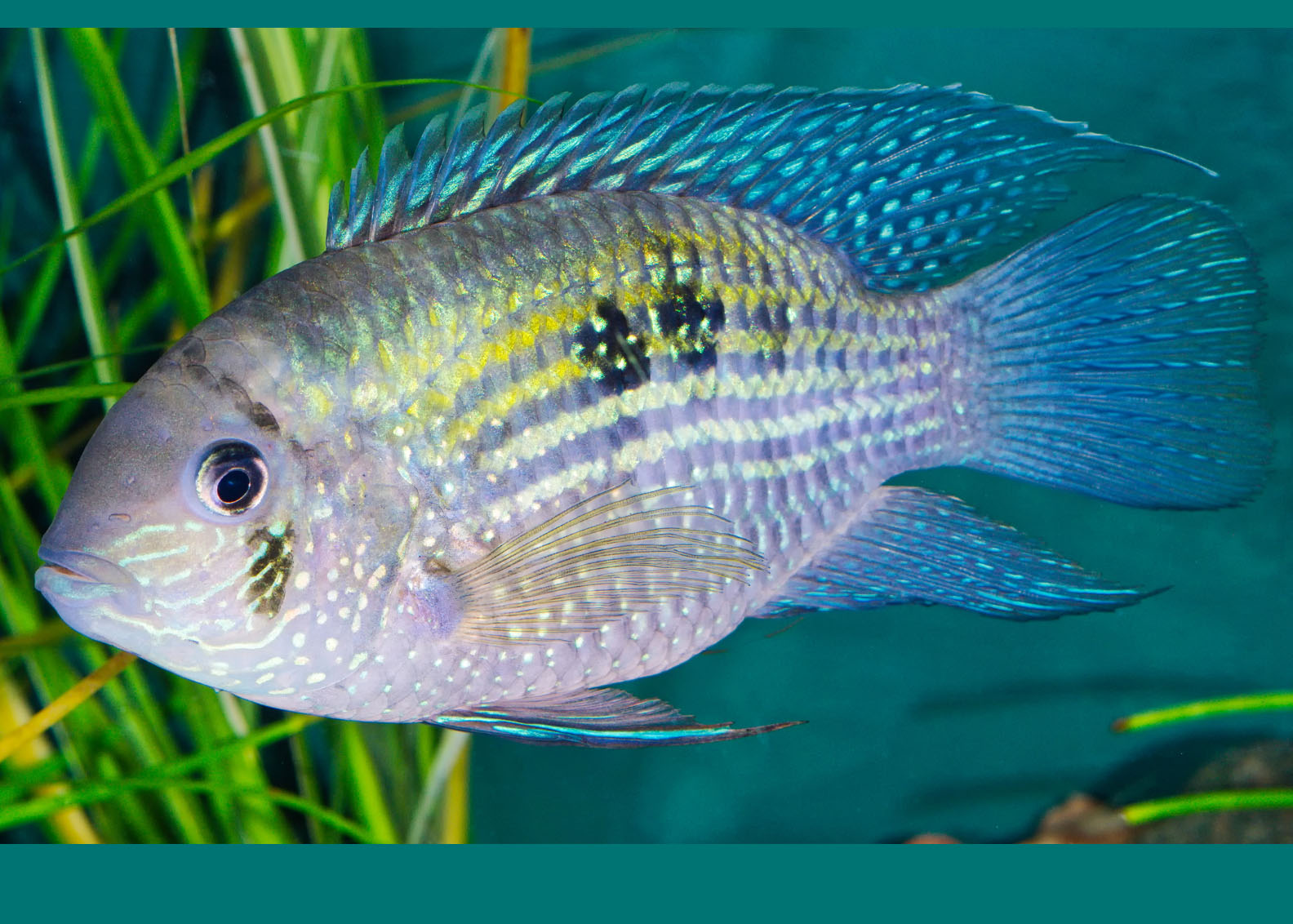 Blue Acara | Live fish online | coburgauqarium.com.au｜Aquarium FIsh for sale | Tropicah fish store | Freshwater Fish | Coburg Aquarium
