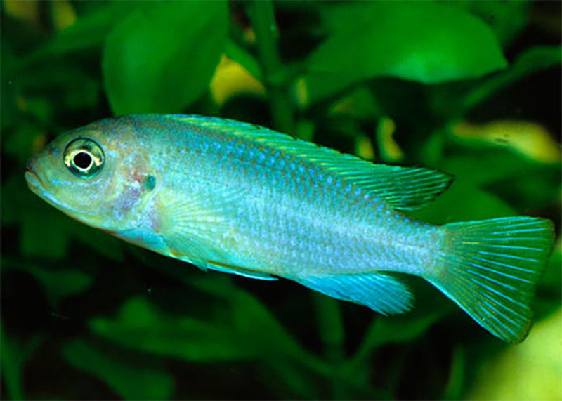 Blue Zebra Cichlid
