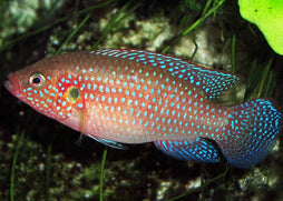 Blue Forest Jewel Cichlid | Live fish online | coburgauqarium.com.au｜Aquarium FIsh for sale | Tropicah fish store | Freshwater Fish | Coburg Aquarium