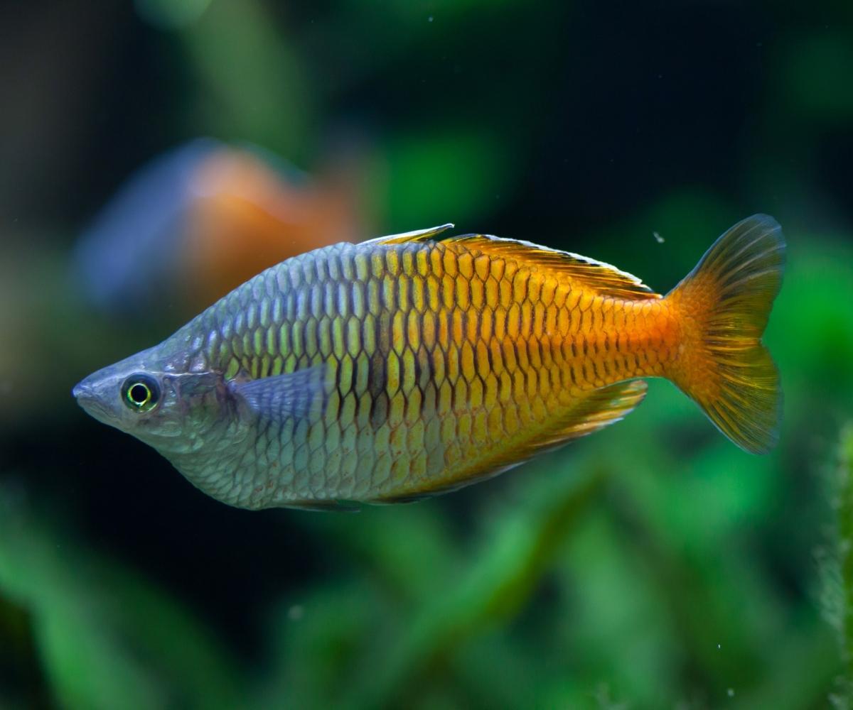 Boesemans Rainbowfish