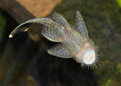 Bristlenose Catfish | Freshwater Fish | coburgaquarium.com.au | Live Fish in Australia | Tropical Fish | Plants | Aquaponics | Coburg Aquarium |Better Price