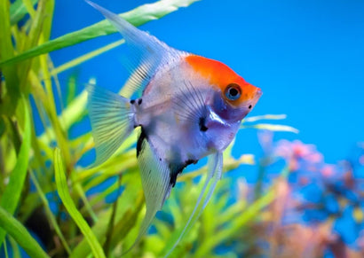 Coburg Aquarium | Angelfish - Koi Red Cap | Shop live aquarium fish