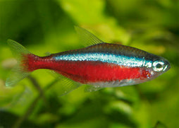 Cardinal Tetra is Very popular aquarium fish because of their brilliant blue and red colouring | Buy Tetra Fish Online in Coburg Aquarium | Aquarium Fish Store in Australia