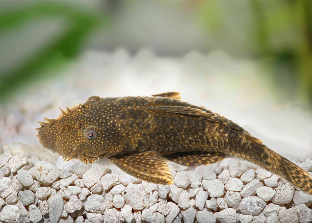 Bristlenose Plecos