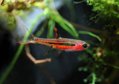 Dwarf Chilli Rasbora - Special 10 for $135