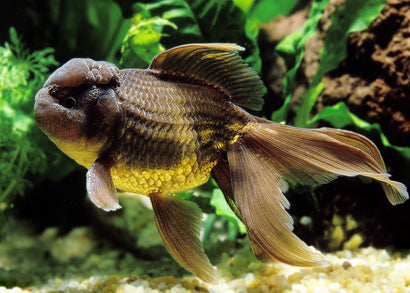 Chocolate Oranda  | Goldfish for Sale | Goldfish | Coldwater Goldfish | Buy Goldfish Online | Coburg Aquarium | Aquarium Fish for Sale | Buy Goldfish in Australia | coburgaquarium.com.au