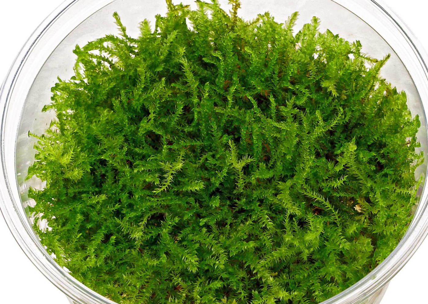 Christmas Moss Vesicularia montagnei live freshwater aquarium plant