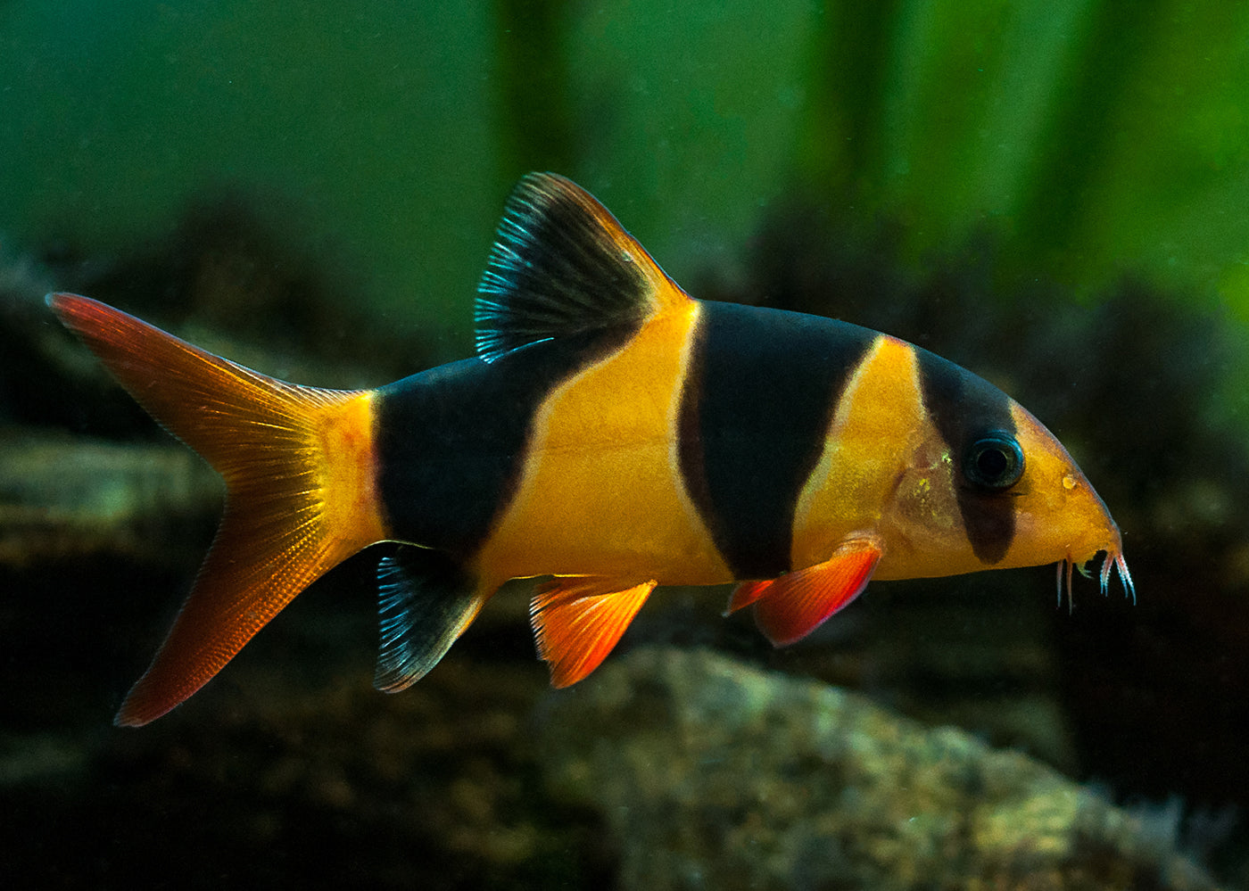 Clown Loach Shop Tropical Freshwater Fish Coburg Aquarium