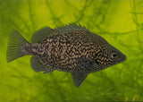 Grunter - Coal