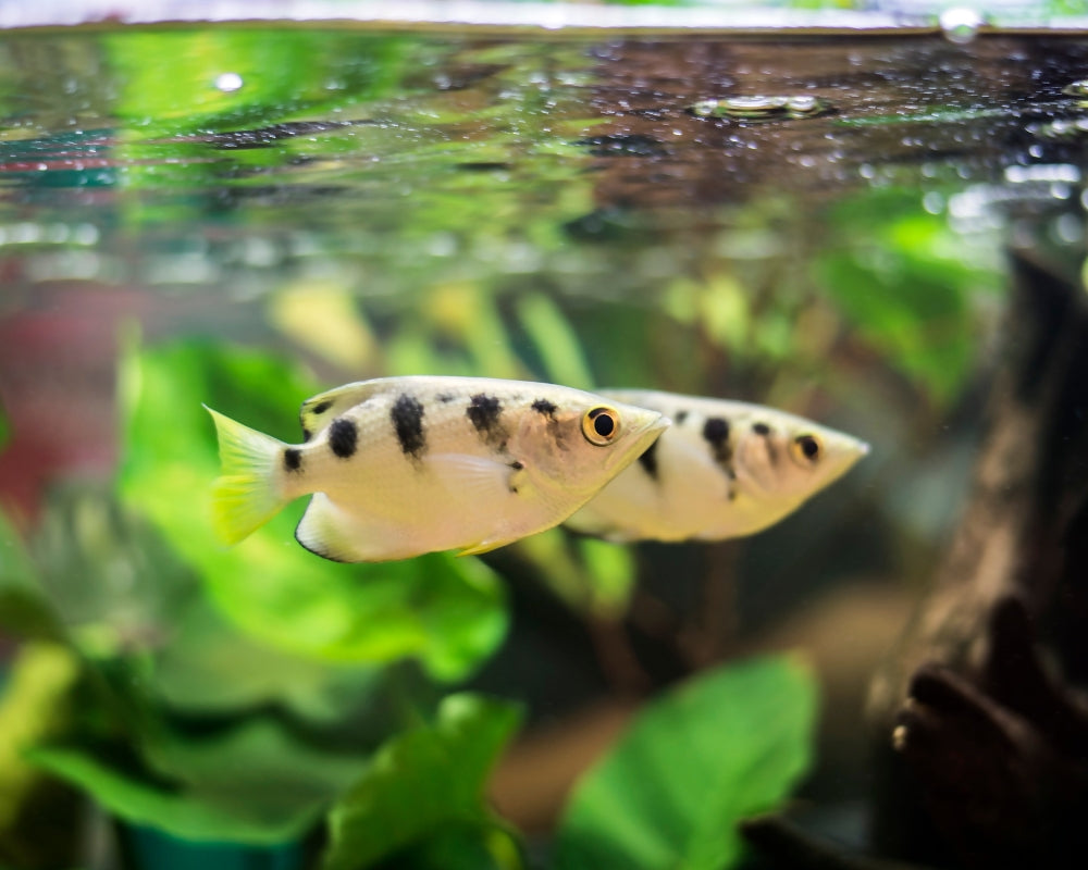 Archer Fish Types Archer Fish Species Spotlight: Archerfish RateMyFishTank.com