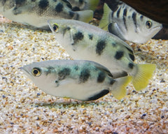 Coburg Aquarium | Australian Native Fish | Shop Live Fish | Archer Fish