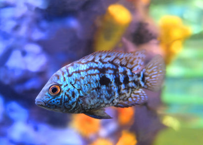 Coburg Aquarium | Electric Blue Jack Dempsey | American Cichlid | Shop Live Fish online