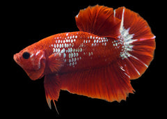 Coburg Aquarium | Hellboy HMPK Betta Fish | Shop live fish | Tropical Fish