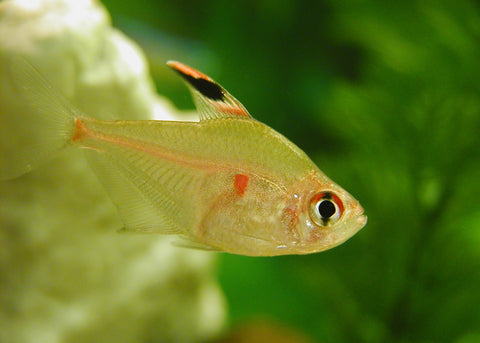 Tetra Bleeding Heart Special 4 for 100 Freshwater Fish Online Coburg Aquarium