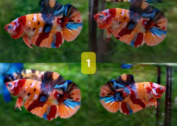 Candy Nemo Halfmoon Plakat Betta Fish | Coburg Aquarium | Shop live fish online | Tropical Fish
