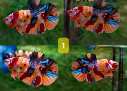 Candy Nemo Halfmoon Plakat Betta Fish | Coburg Aquarium | Shop live fish online | Tropical Fish