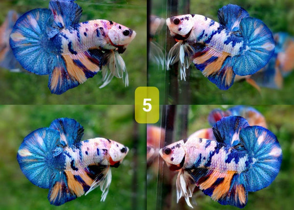 Male Plakat Halfmoon Betta Candy Nemo | Aquarium Fish | Coburg Aquarium