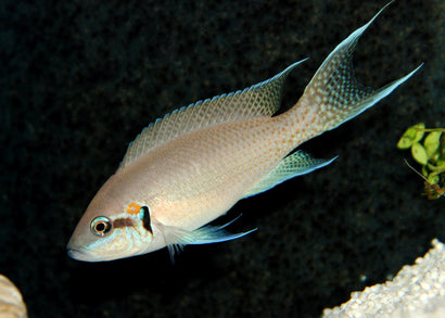 Princess Cichlid | Coburg Aquarium | Shop Live Fish | African Cichlids
