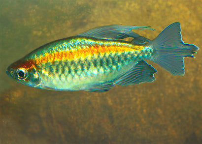 Congo Tetra