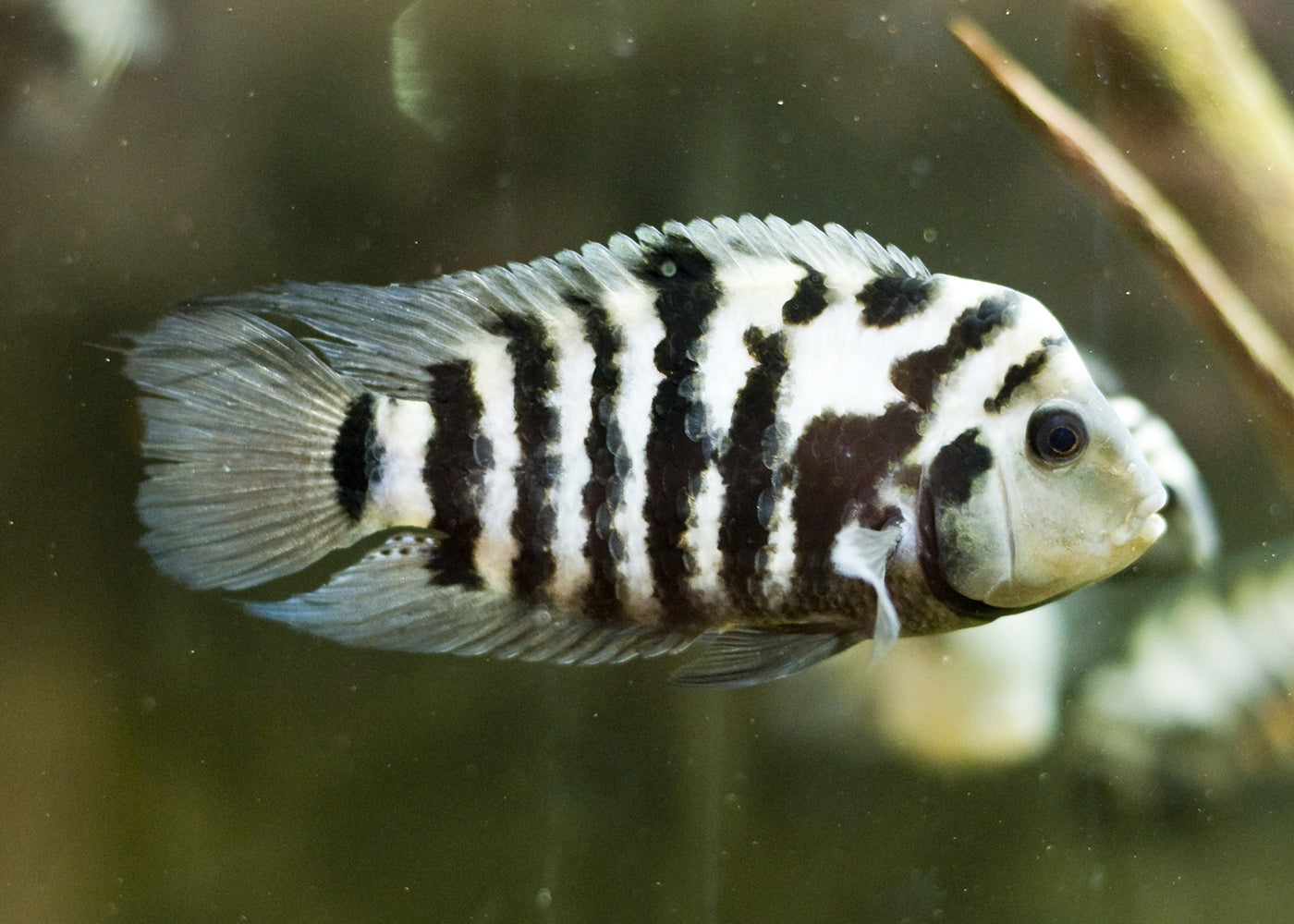 Convict Cichlid | Zebra Cichlid | Live fish online | coburgauqarium.com.au｜Aquarium FIsh for sale | Tropicah fish store | Freshwater Fish | Coburg Aquarium