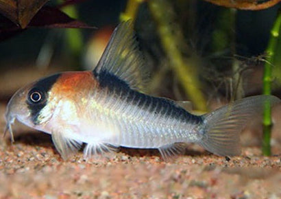 Corydoras Adolfoi