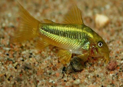 Corydoras Neon Gold Stripe