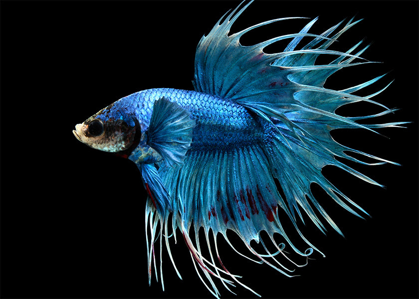 Male Crowntail Betta, Freshwaterfish