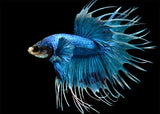 Male Crowntail Betta