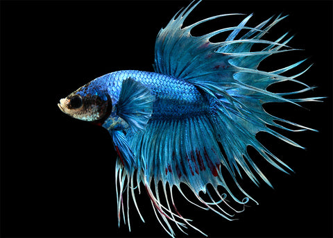 Crowntail 2025 betta care