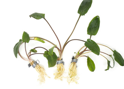 Cryptocoryne (Assorted)