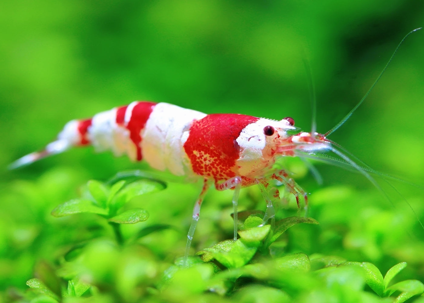Crystal Shrimp | Freshwater Shrimp | Buy Aquarium Shrimp Coburg Aquarium