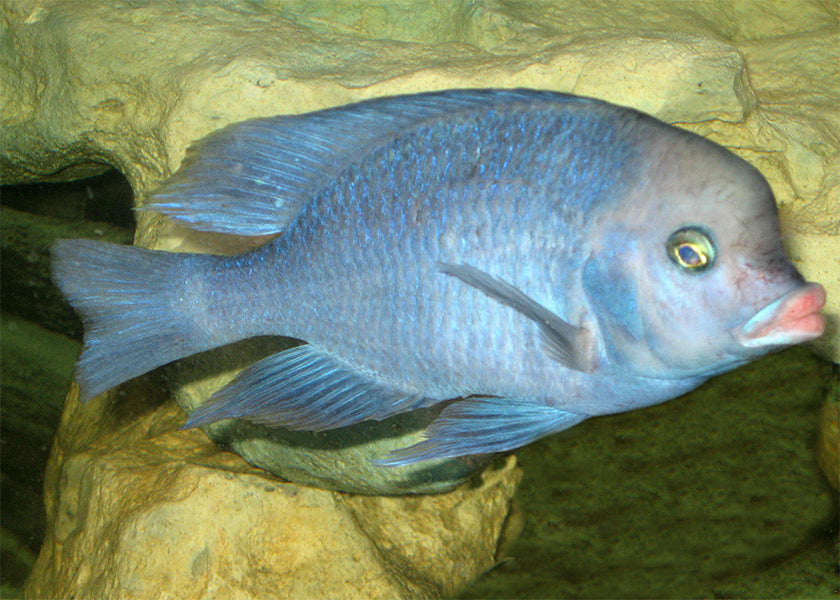  Blue Dolphin Cichlid | Cyrtocara Moorii | Live fish online | coburgauqarium.com.au｜Aquarium FIsh for sale | Tropicah fish store | African Cichlid | Freshwater Fish | Coburg Aquarium