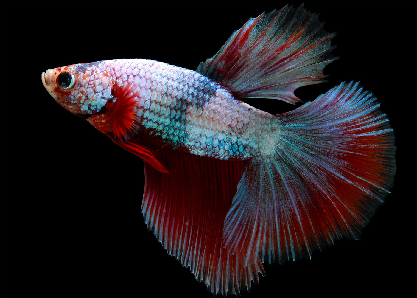 Male Deltatail Betta – Coburg Aquarium