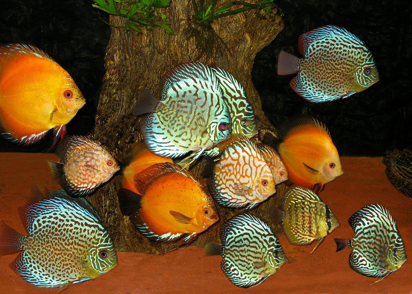 Discus Assorted | Live Discus | coburgaquarium.com.au | Live Fish in Australia | Freshwater | Tropical Fish | Plants | Aquaponics | Coburg Aquarium