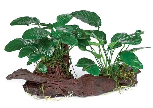 Double Assorted Anubias Driftwood Creation – Coburg Aquarium