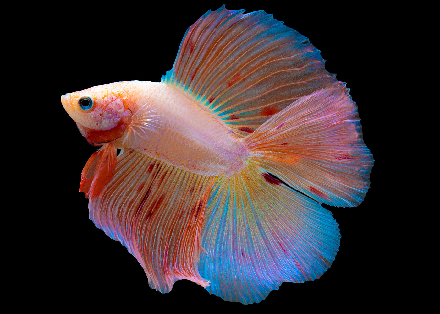 Male Double Tail Halfmoon Betta |Tropical Aquarium Fish Coburg