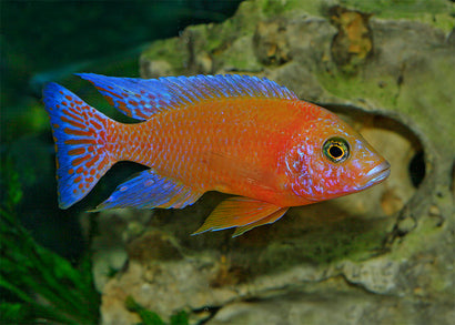 Peacock Cichlid - Dragon Blood