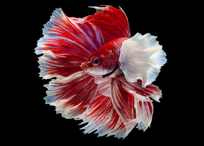 Male Halfmoon Dumbo Fin Betta